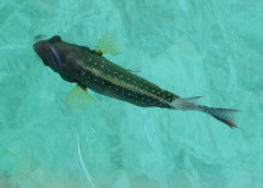 Cheilinus chlorourus