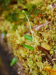 Adenochilus gracilis