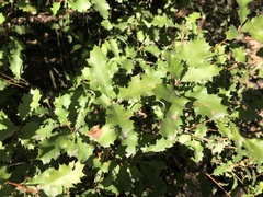 Quercus berberidifolia