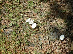 Convolvulus lineatus