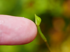 Adenochilus gracilis