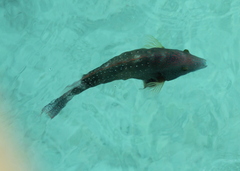 Cheilinus chlorourus