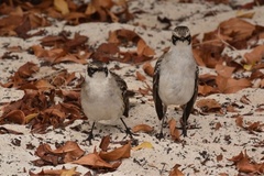 Mimus parvulus