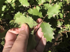 Quercus berberidifolia