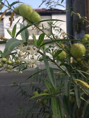 Gomphocarpus