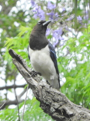 Cyanocorax cristatellus