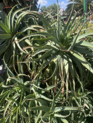 Aloe