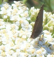 Satyrium acaciae