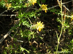 Genista tinctoria