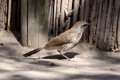 Turdoides hartlaubii