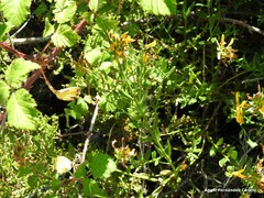 Genista tinctoria