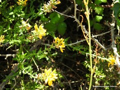 Genista tinctoria