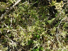 Calluna vulgaris