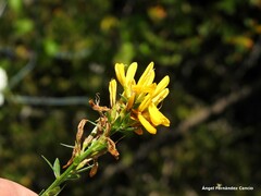 Genista tinctoria