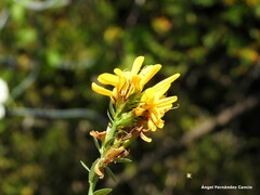 Genista tinctoria