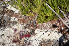 Sceloporus woodi