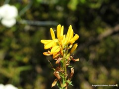 Genista tinctoria