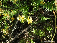 Genista tinctoria