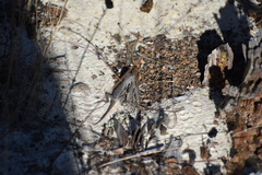 Sceloporus woodi