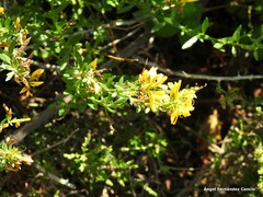 Genista tinctoria