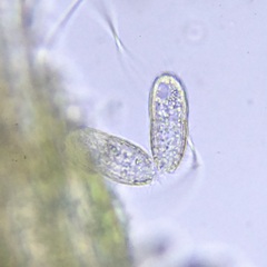 Colepidae