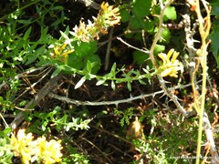 Genista tinctoria
