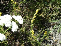 Calluna vulgaris