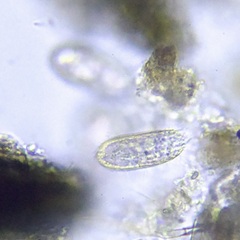 Colepidae