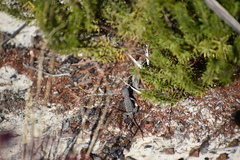 Sceloporus woodi