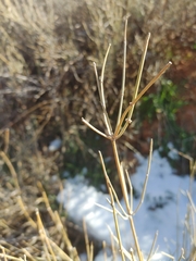 Ephedra torreyana