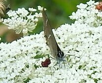 Satyrium w-album