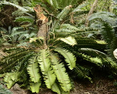 Encephalartos transvenosus