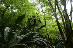 Encephalartos transvenosus