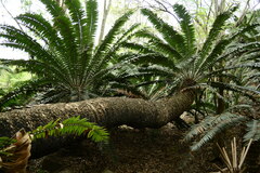 Encephalartos transvenosus
