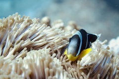 Amphiprion chrysogaster