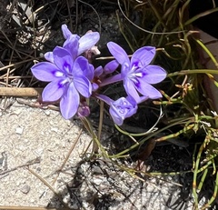 Thereianthus spicatus