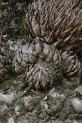 Encephalartos transvenosus