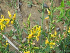 Genista tinctoria