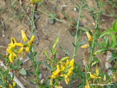 Genista tinctoria