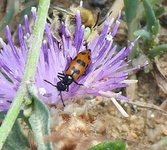 Mylabris quadripunctata