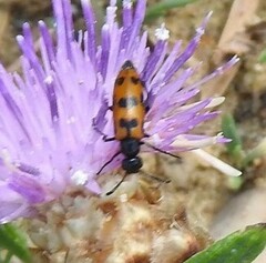 Mylabris quadripunctata