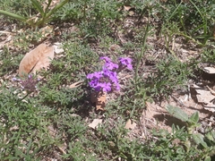 Glandularia tenera