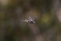 Tramea loewii