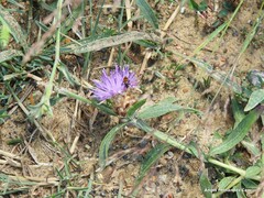 Mylabris quadripunctata