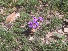 Glandularia tenera