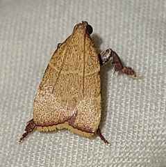 Parachma ochracealis