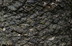 Encephalartos transvenosus