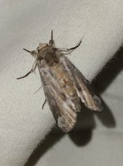 Collomena inflexa