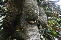 Encephalartos transvenosus