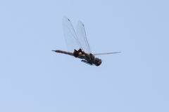 Tramea loewii